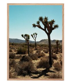 Online Lola James Harper Tableau Avec Cadre "Joshua Tree" 60X80Cm